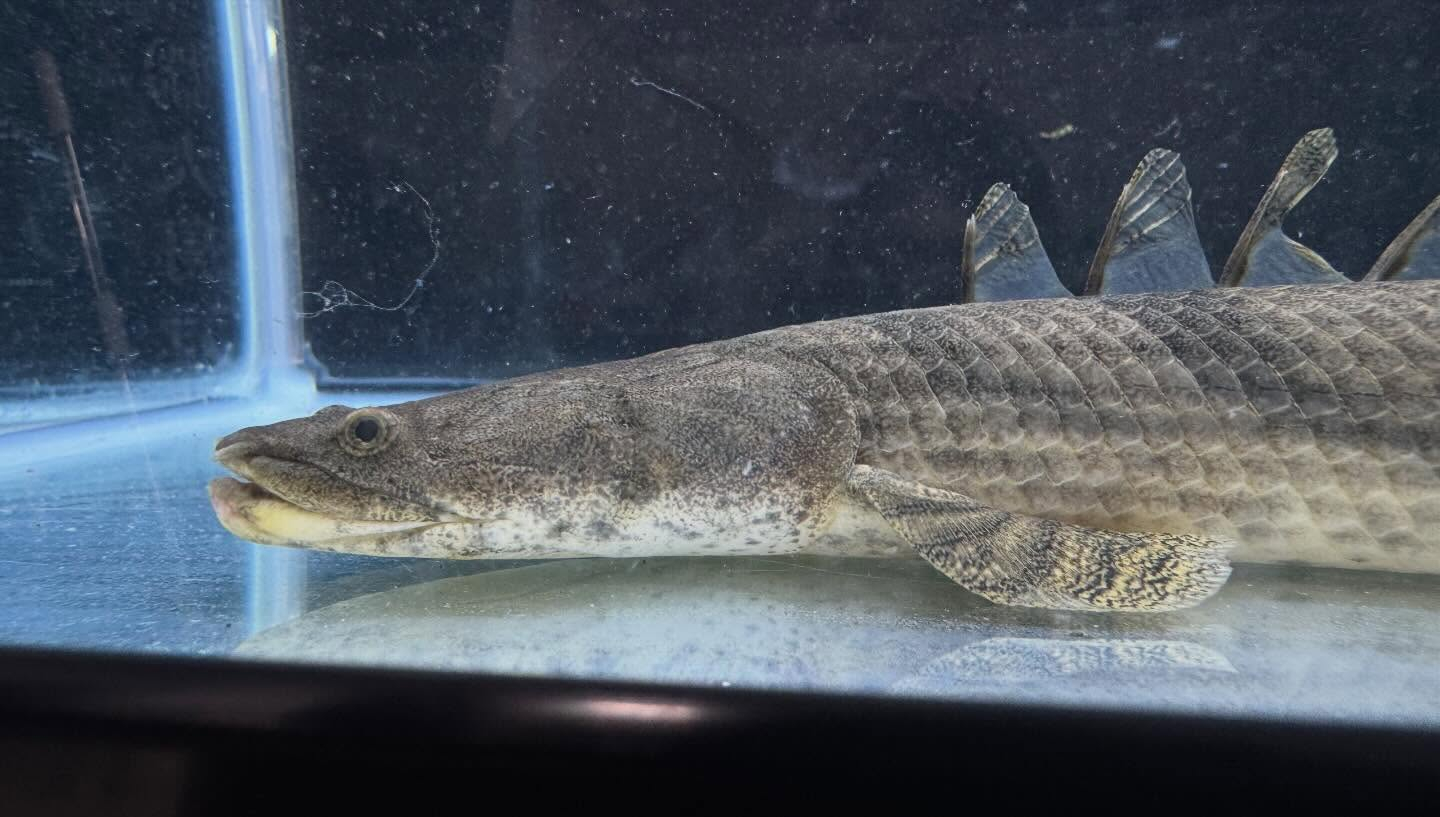 aquastyleg.base.shop/items/129...