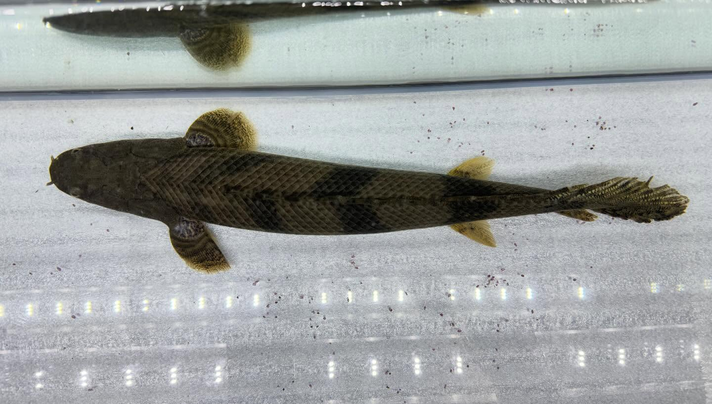 aquastyleg.base.shop/items/129...