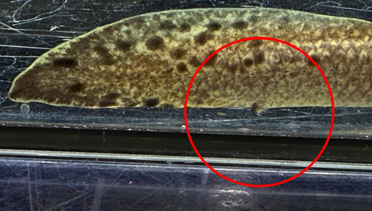 aquastyleg.base.shop/items/131...