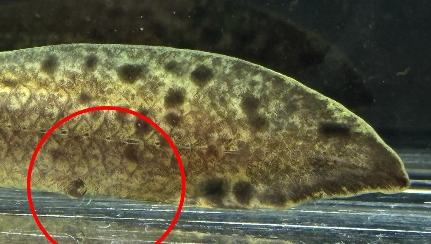 aquastyleg.base.shop/items/131...