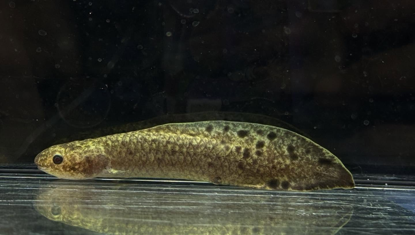 aquastyleg.base.shop/items/131...