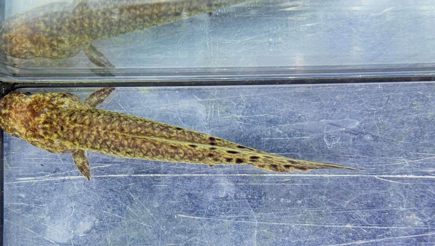 aquastyleg.base.shop/items/131...