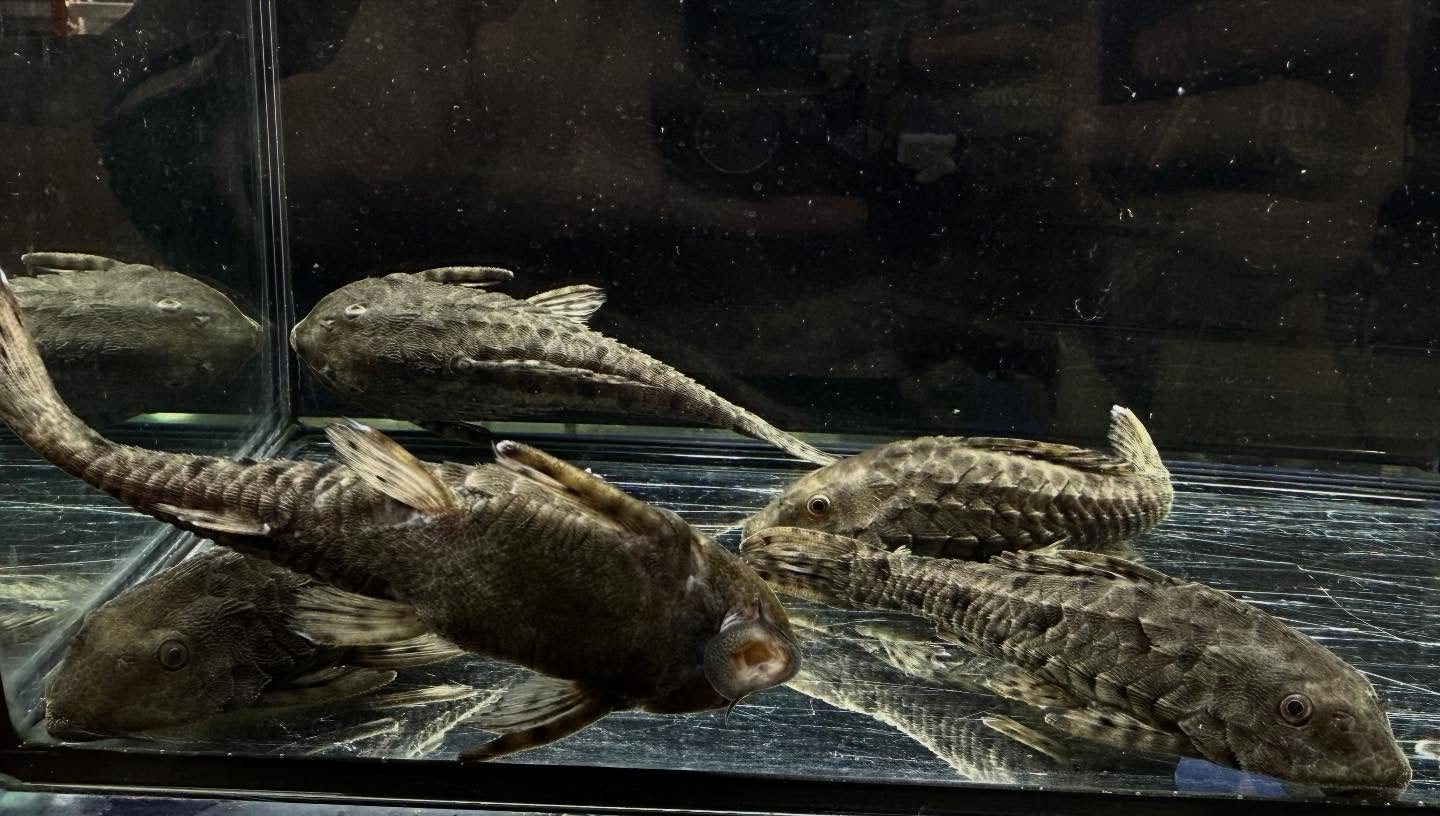 aquastyleg.base.shop/items/130...