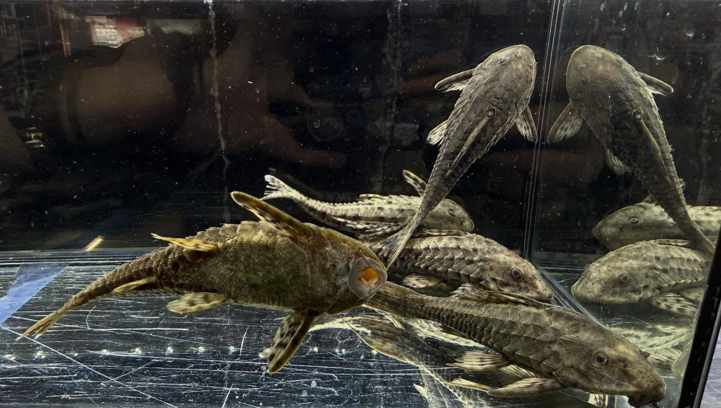 aquastyleg.base.shop/items/130...