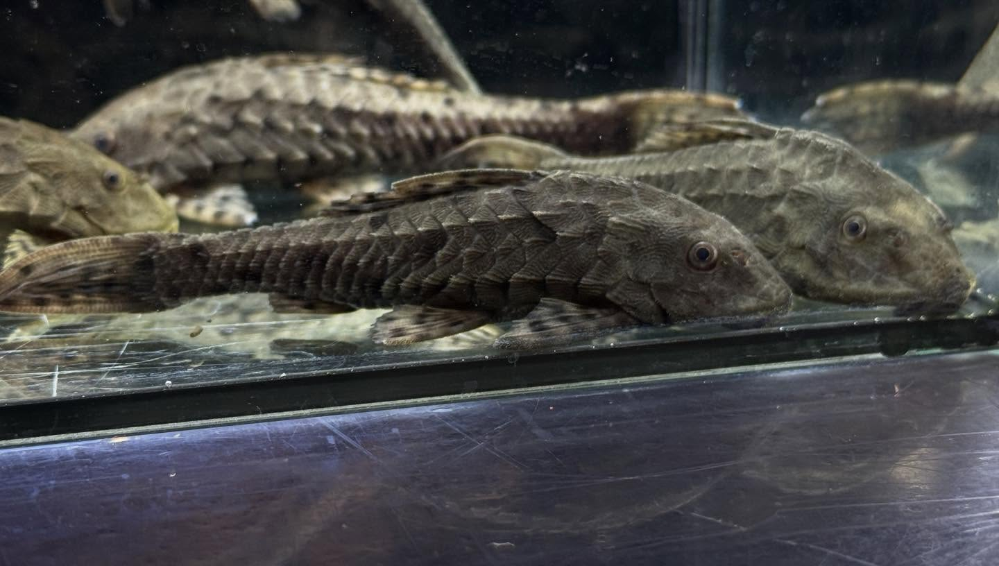 aquastyleg.base.shop/items/130...