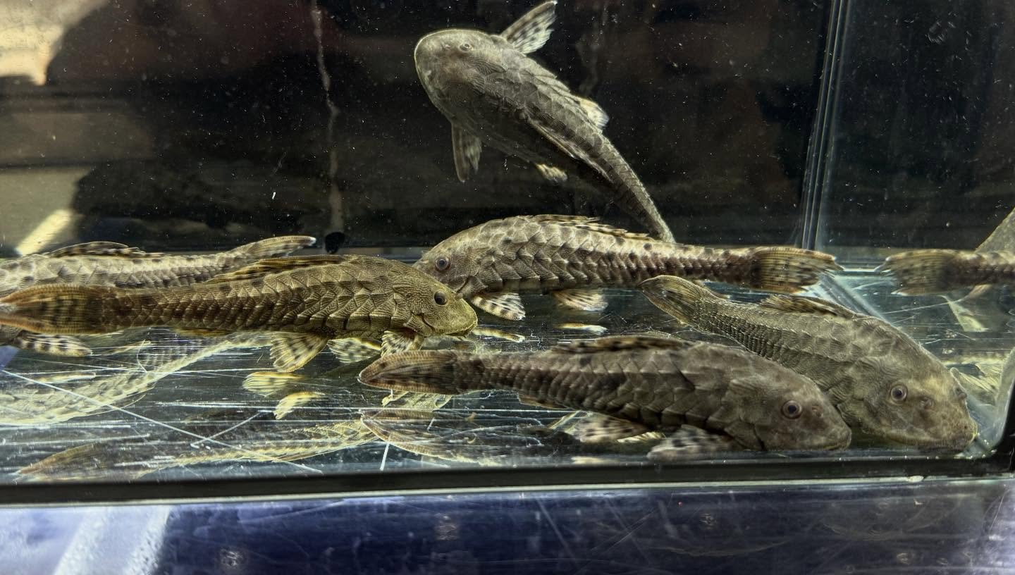 aquastyleg.base.shop/items/130...