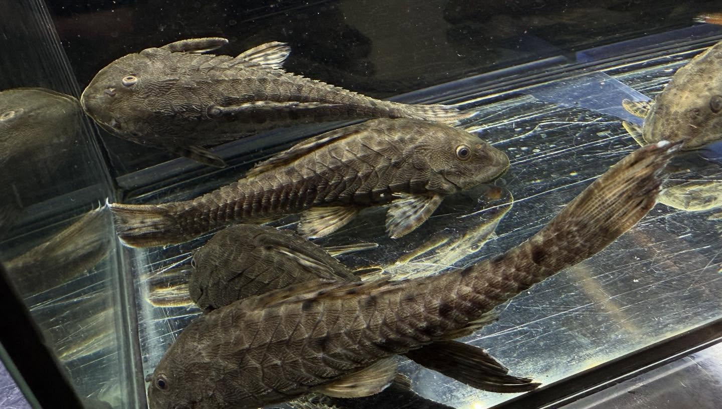 aquastyleg.base.shop/items/130...