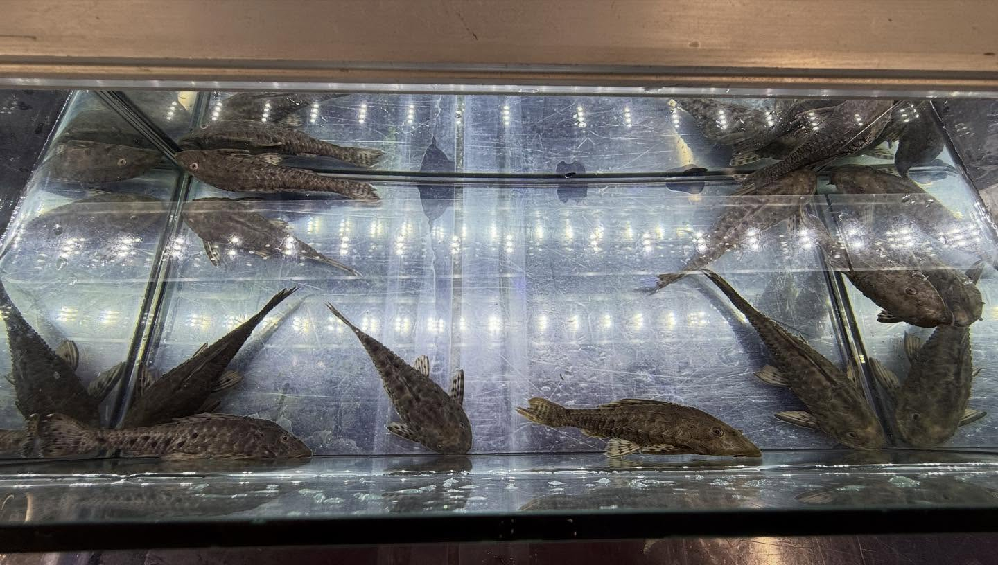 aquastyleg.base.shop/items/130...