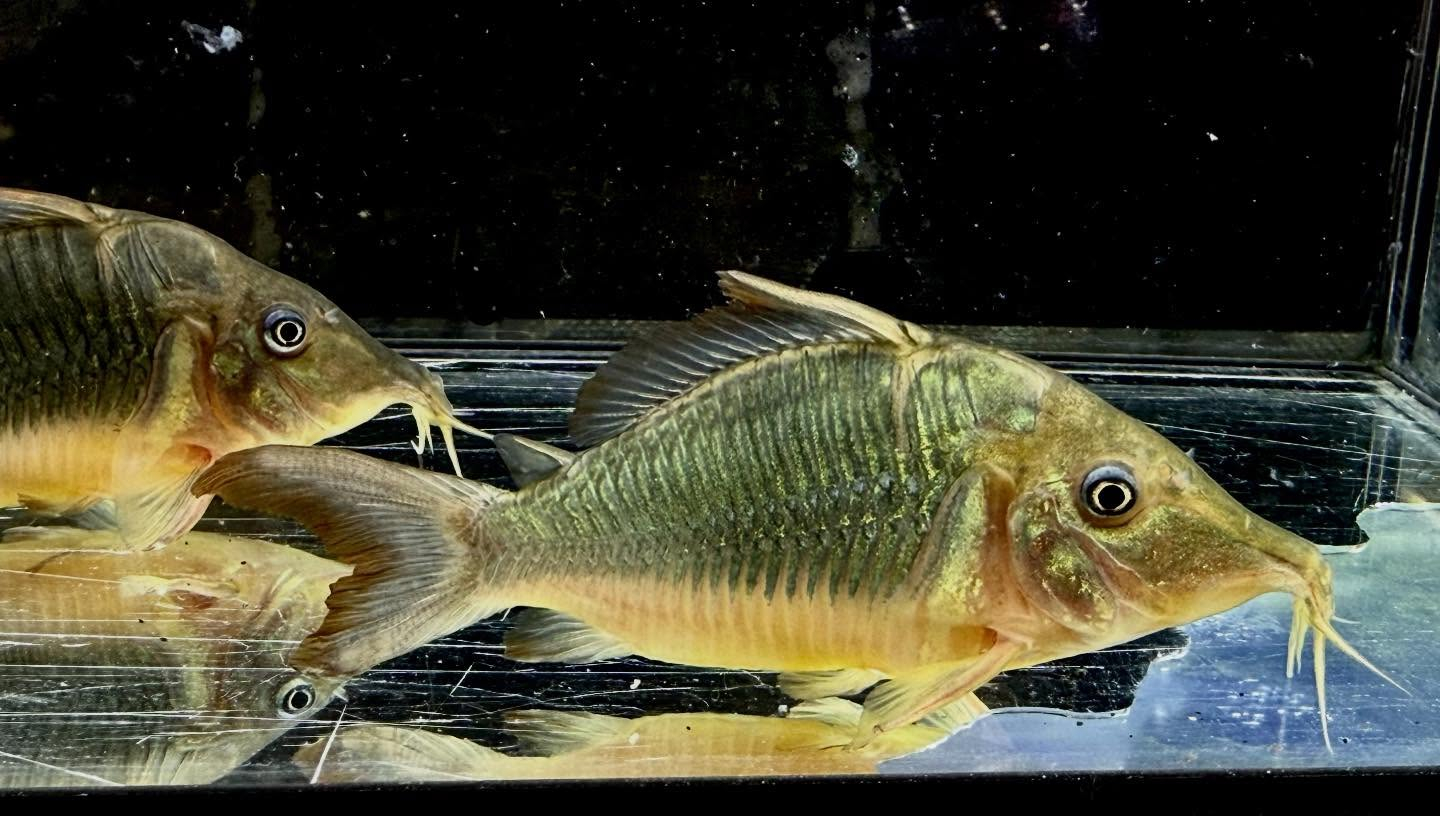 aquastyleg.base.shop/items/130...