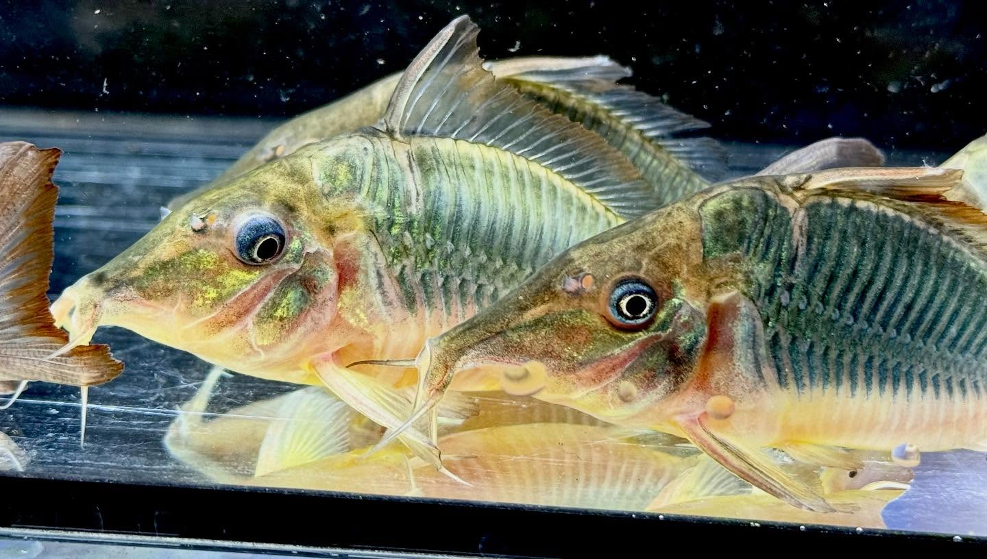 aquastyleg.base.shop/items/130...