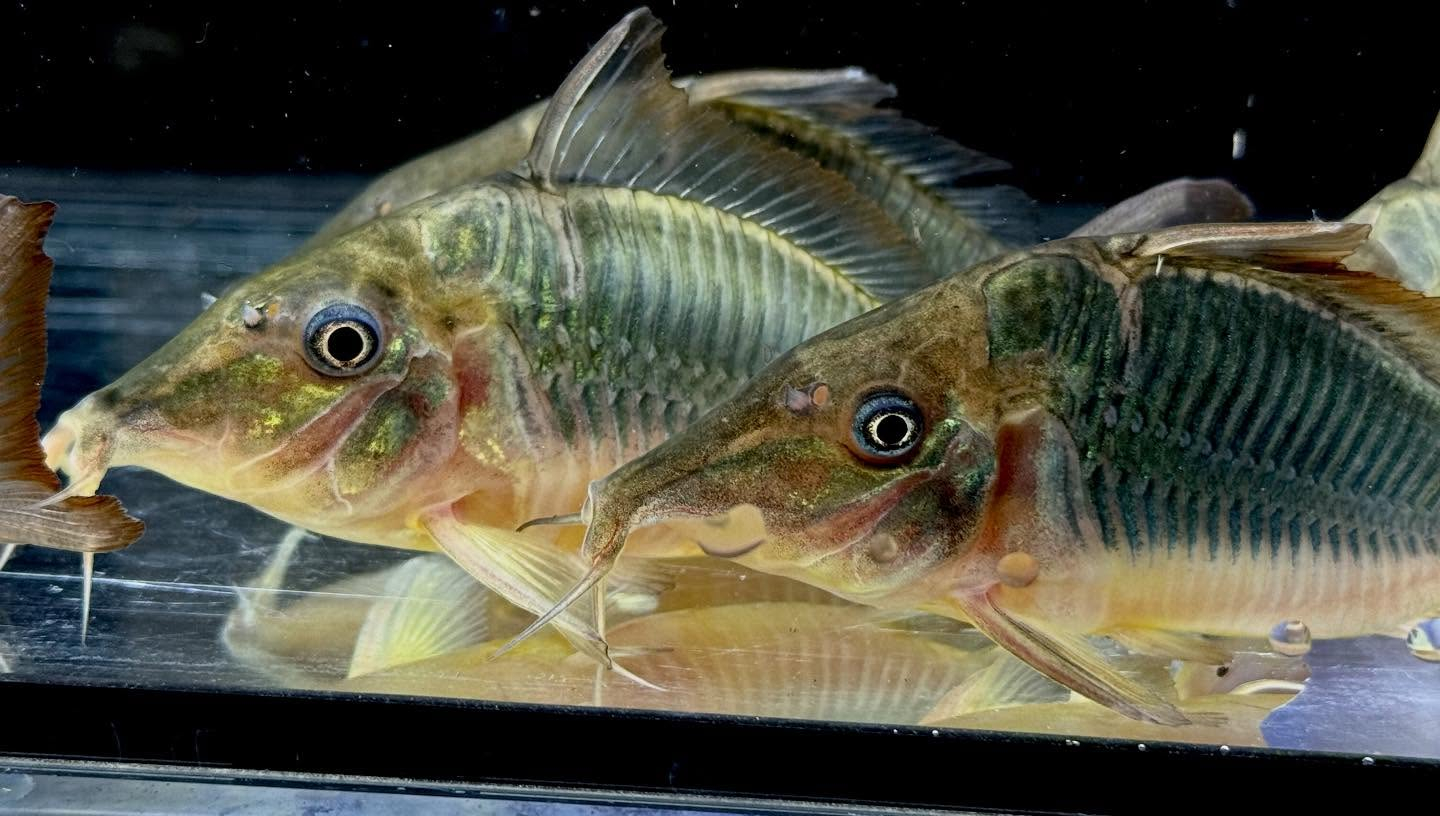 aquastyleg.base.shop/items/130...