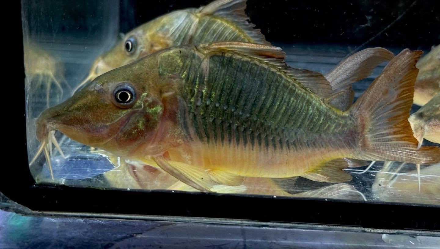 aquastyleg.base.shop/items/130...