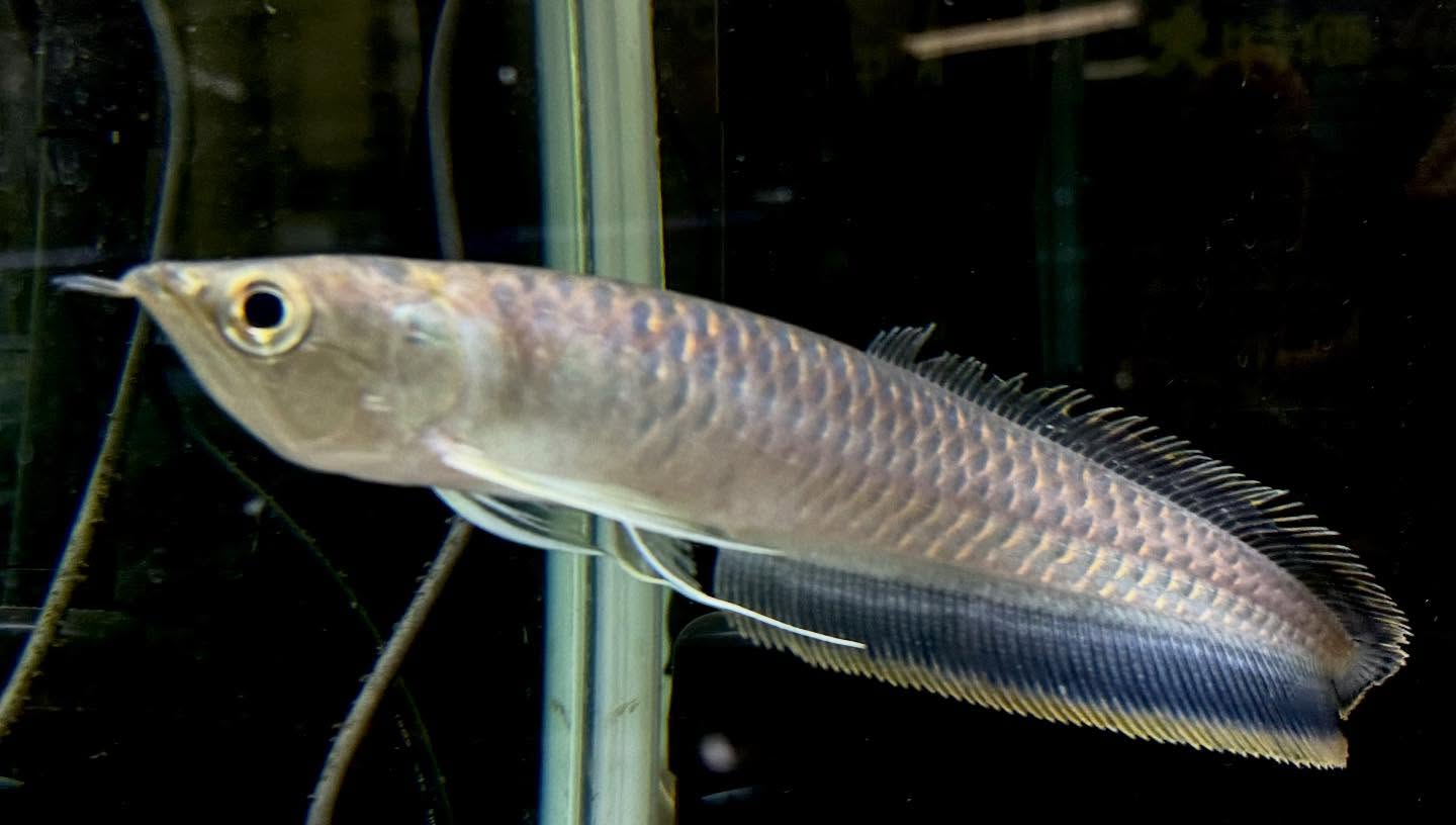 aquastyleg.base.shop/items/130...