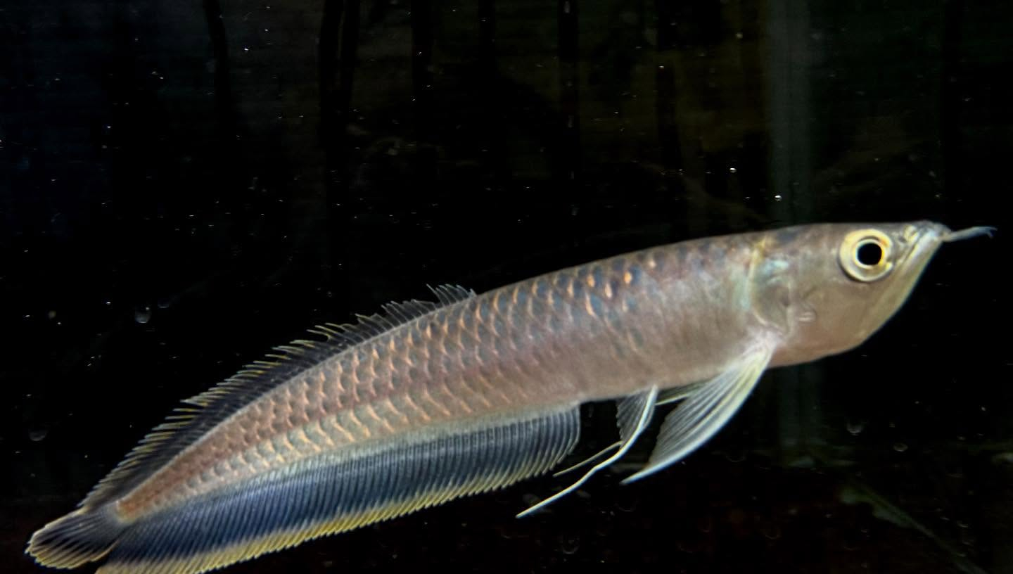 aquastyleg.base.shop/items/130...