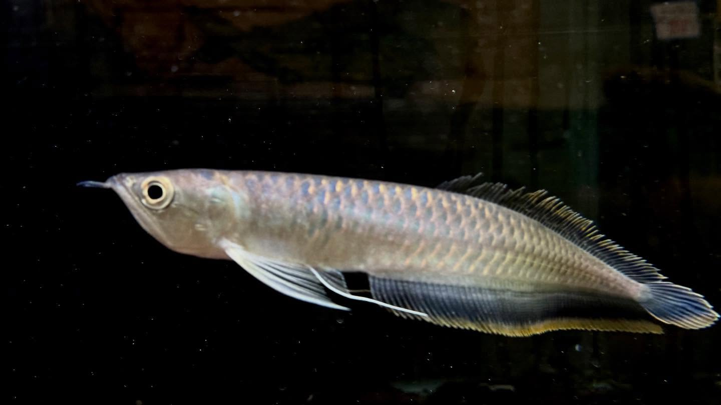 aquastyleg.base.shop/items/130...