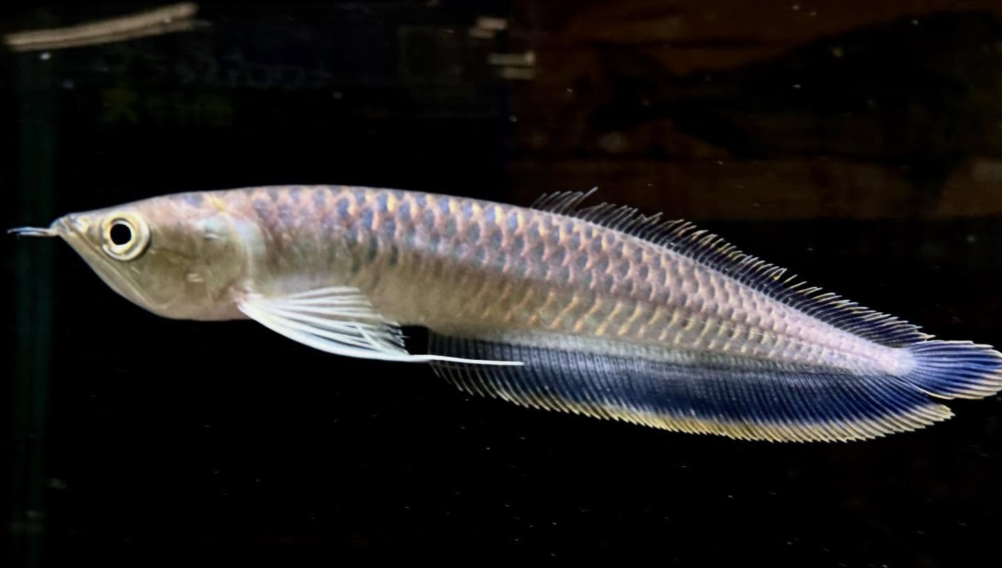 aquastyleg.base.shop/items/130...