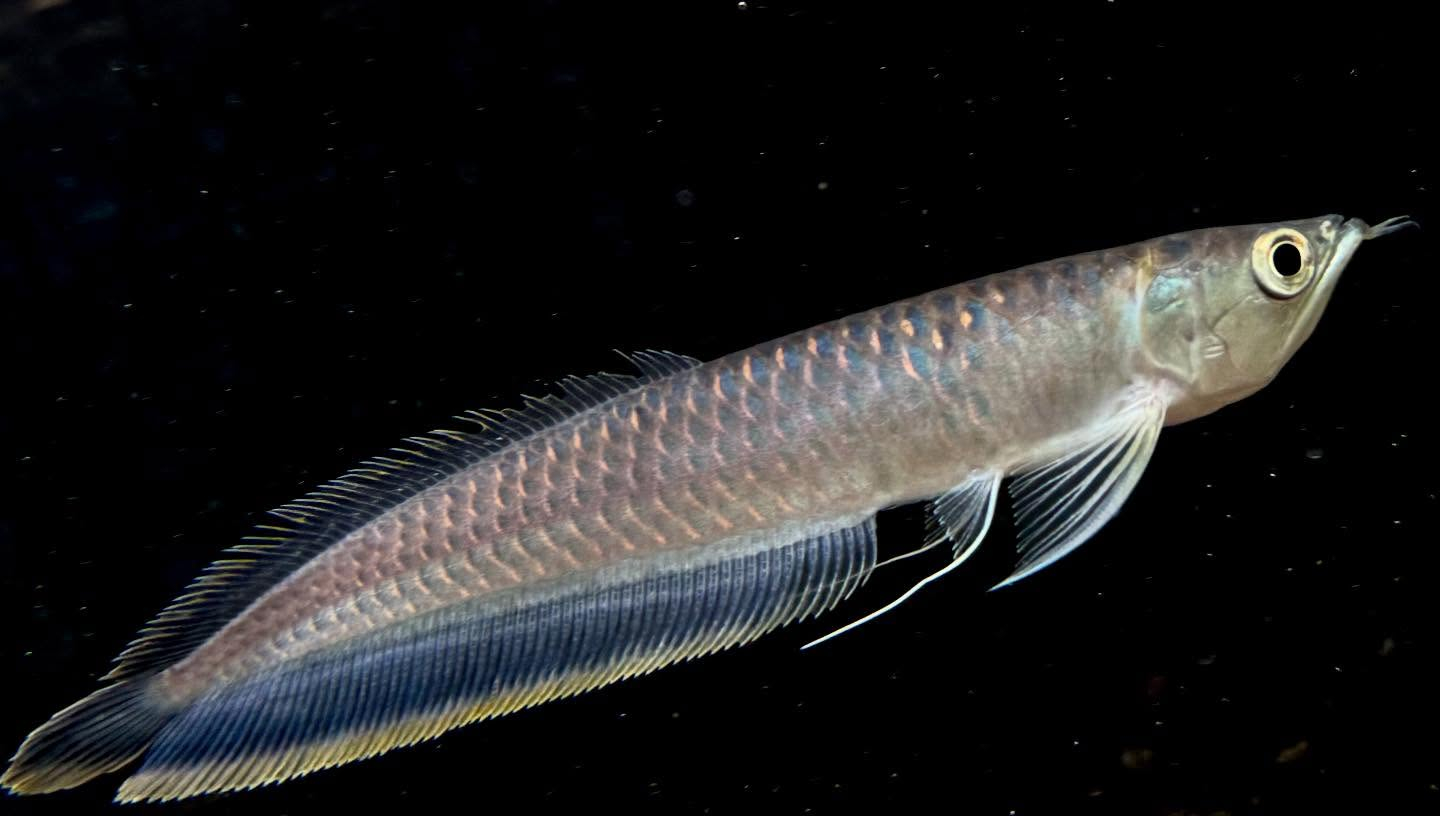 aquastyleg.base.shop/items/130...