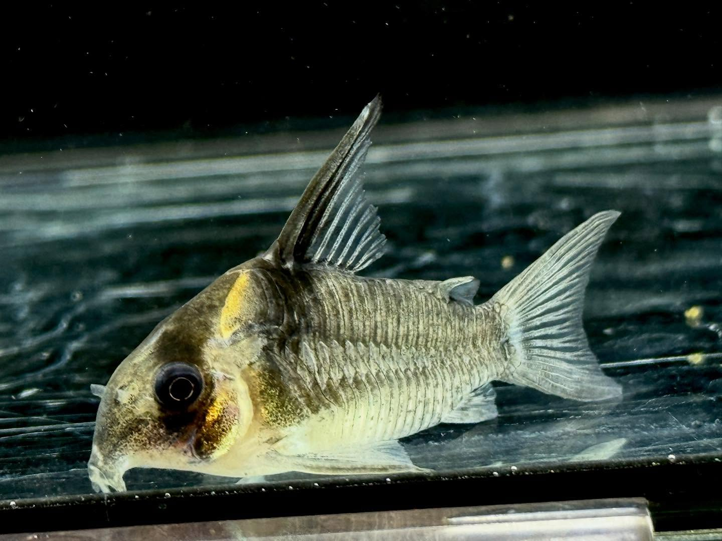 aquastyleg.base.shop/items/131...