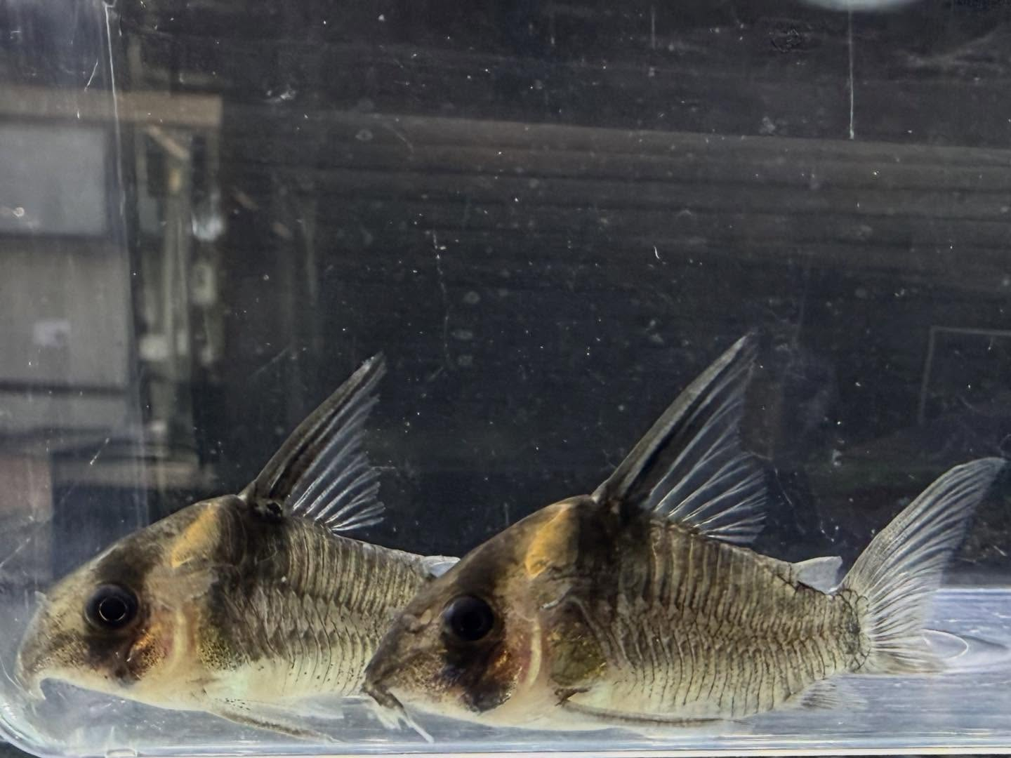 aquastyleg.base.shop/items/131...