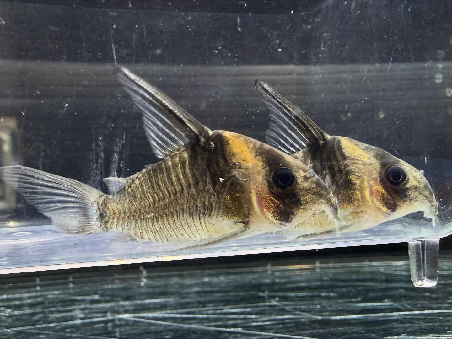 aquastyleg.base.shop/items/131...