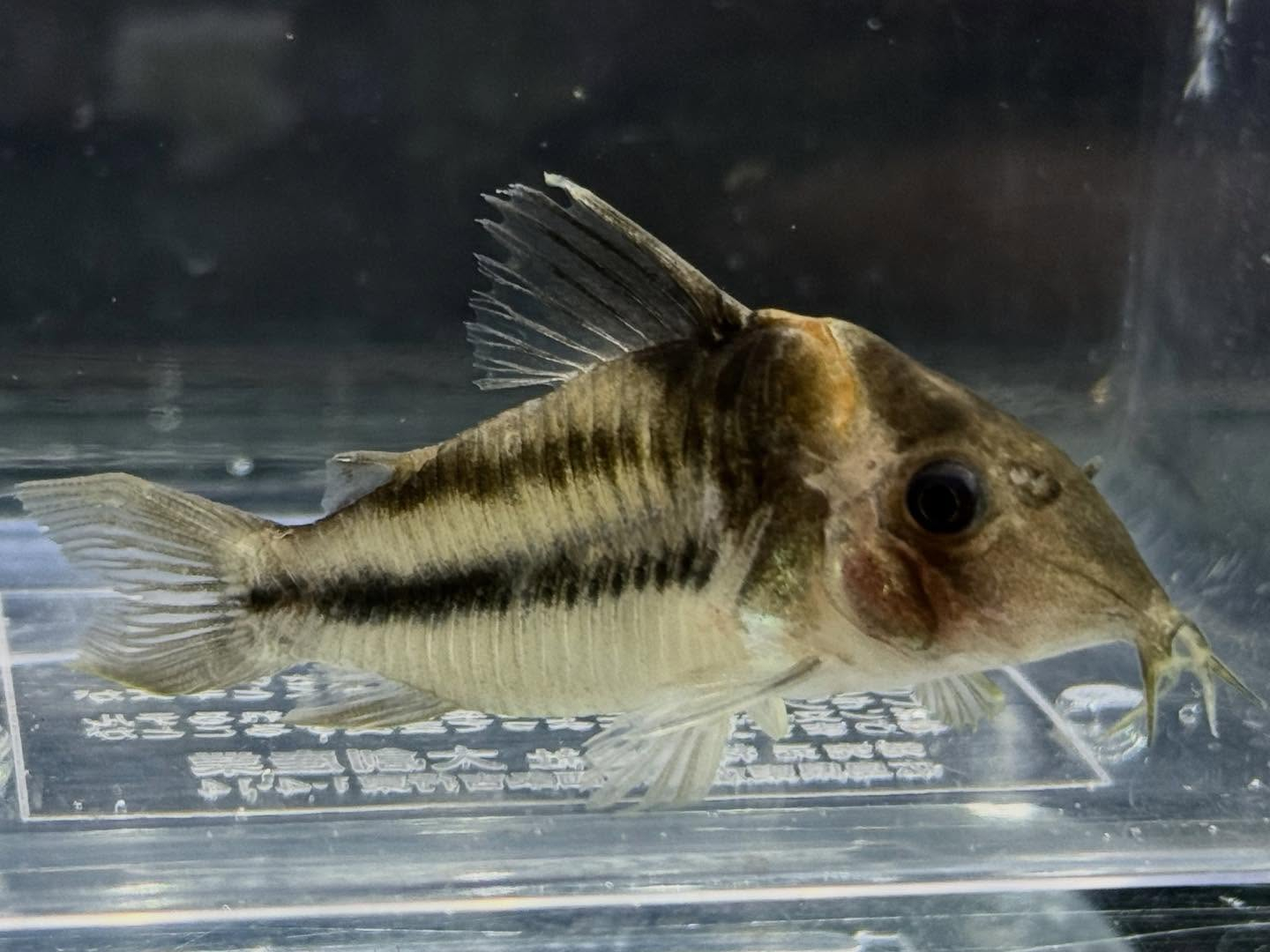 aquastyleg.base.shop/items/131...