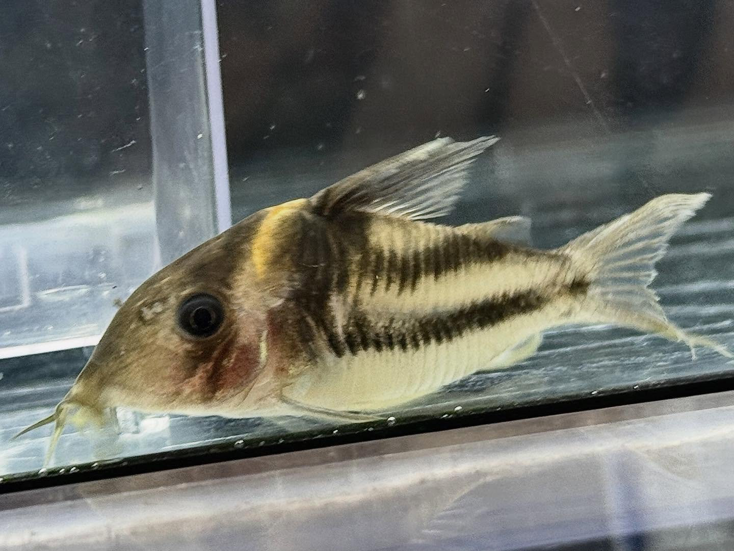 aquastyleg.base.shop/items/131...