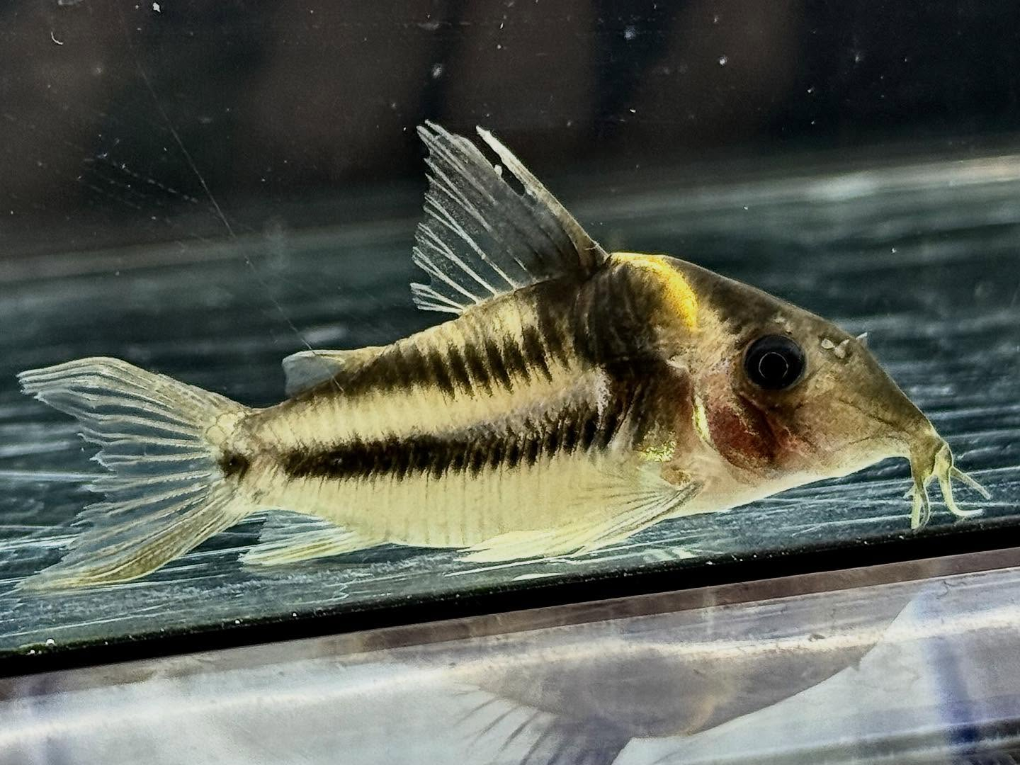 aquastyleg.base.shop/items/131...