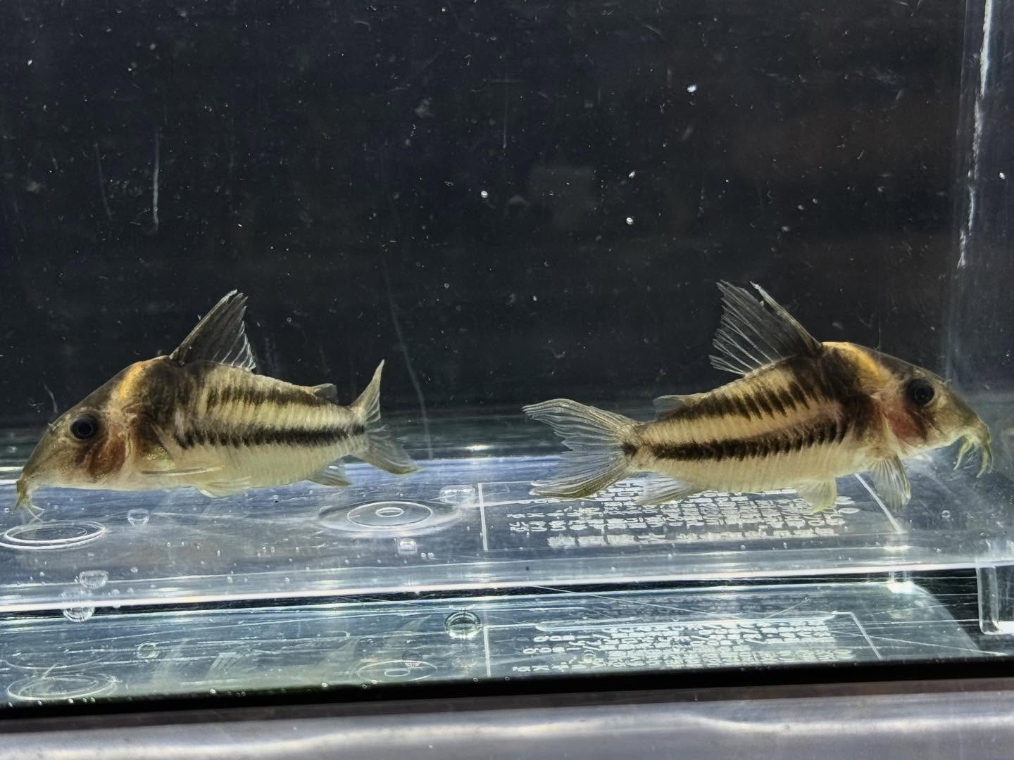 aquastyleg.base.shop/items/131...