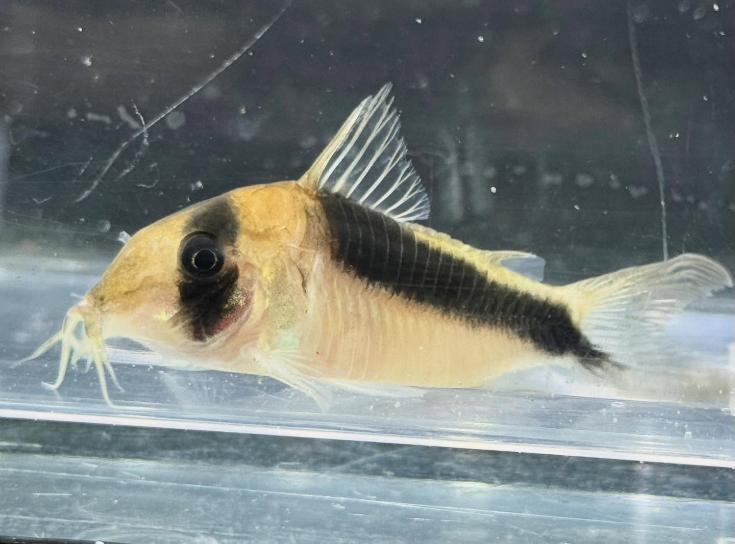 aquastyleg.base.shop/items/131...