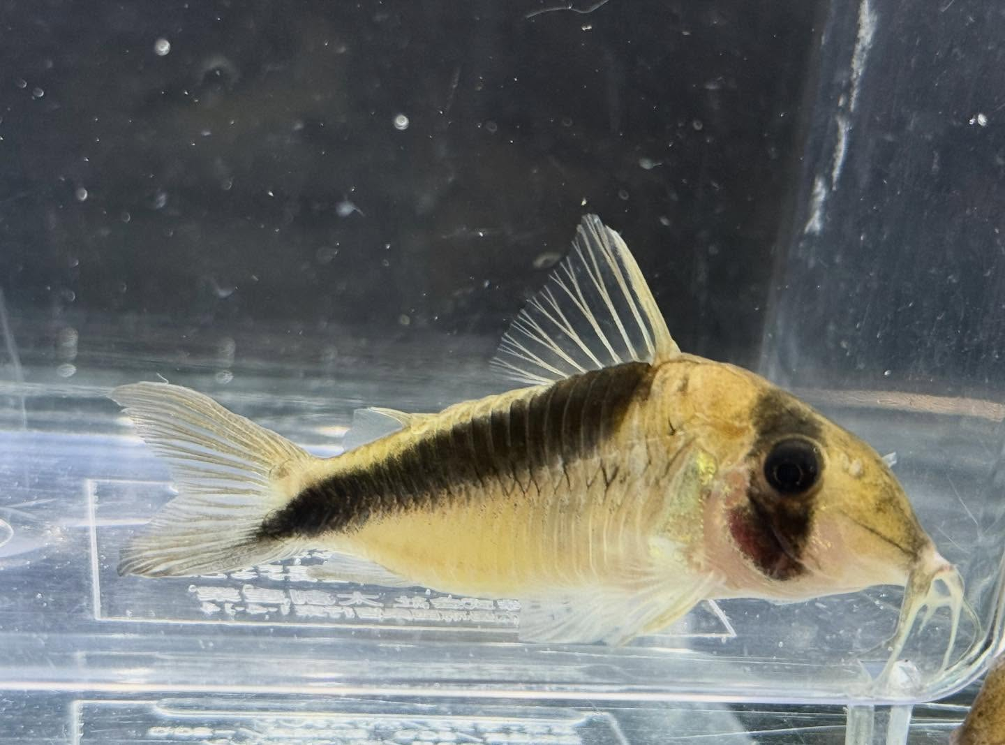 aquastyleg.base.shop/items/131...