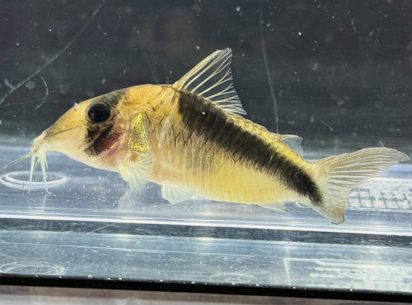 aquastyleg.base.shop/items/131...