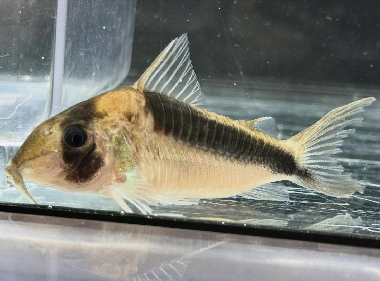 aquastyleg.base.shop/items/131...