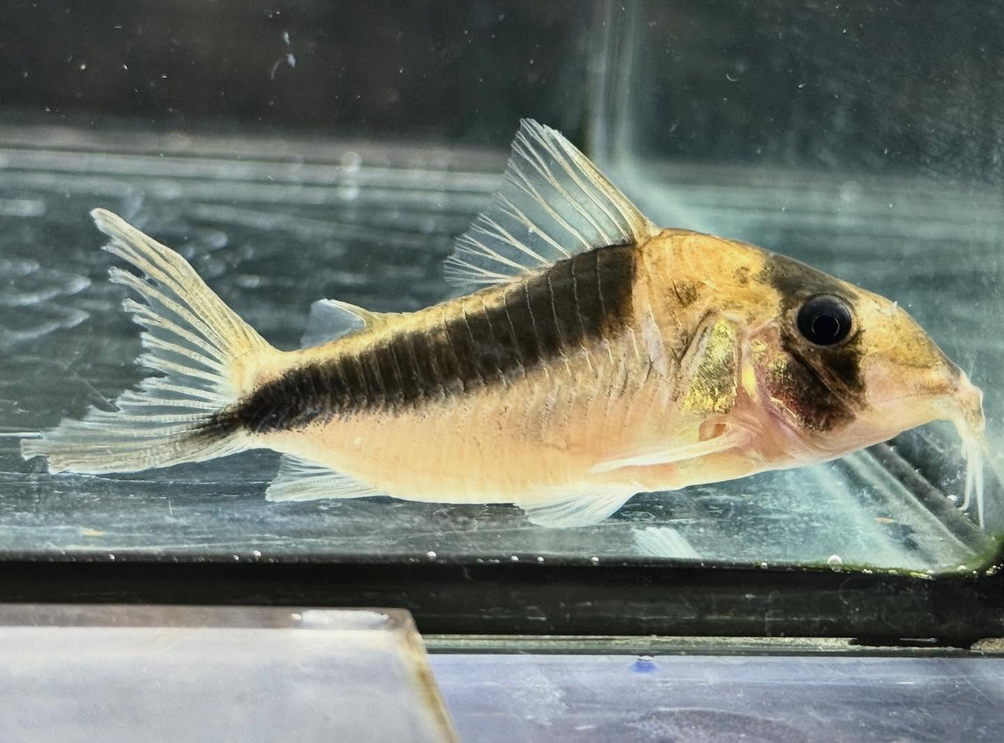 aquastyleg.base.shop/items/131...