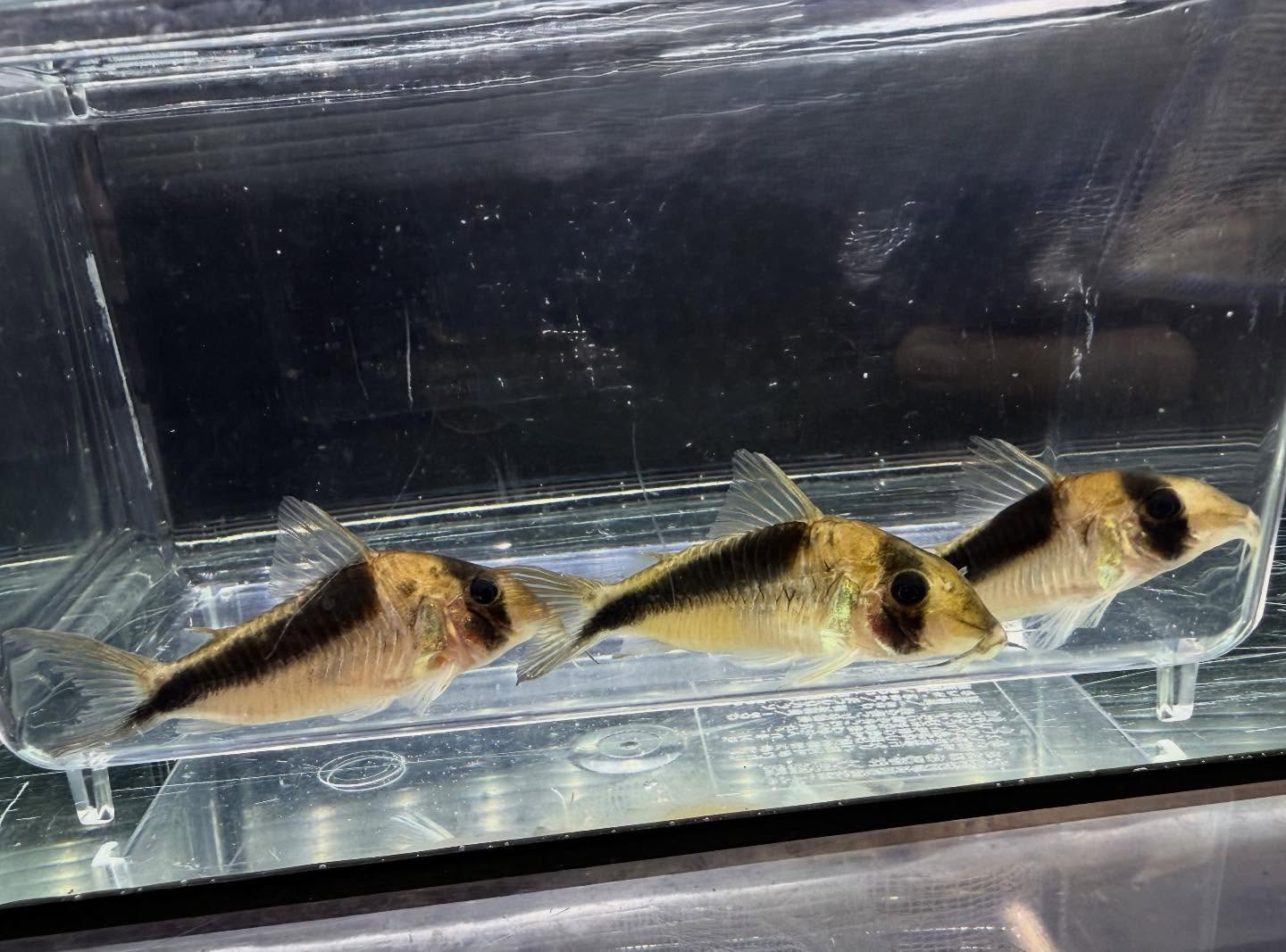 aquastyleg.base.shop/items/131...