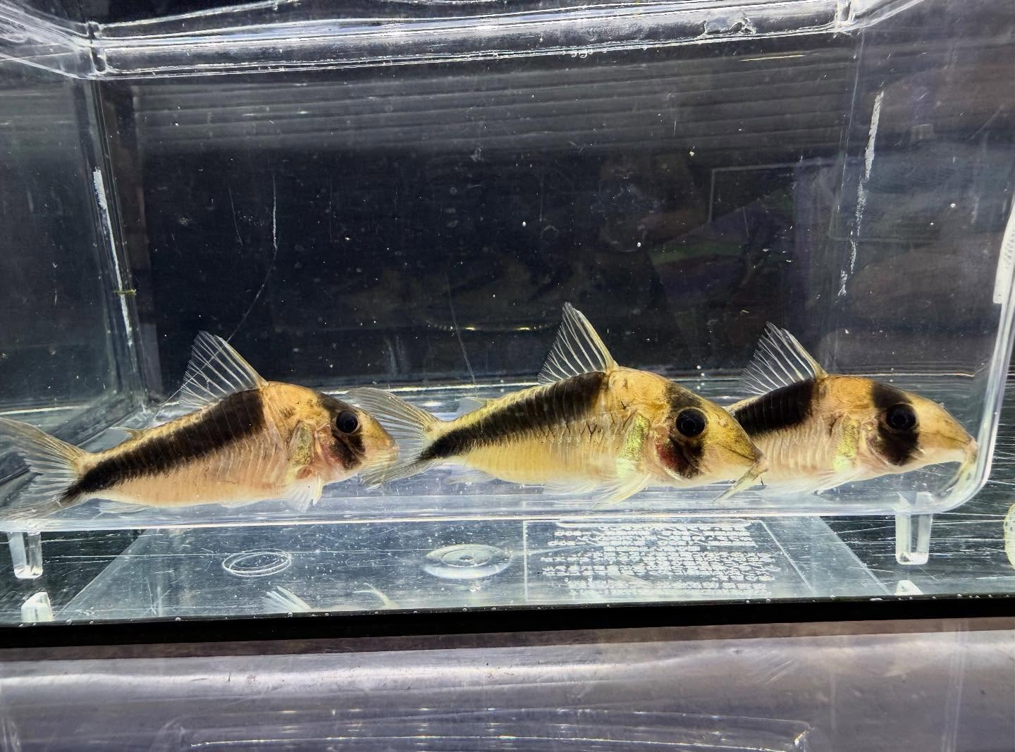 aquastyleg.base.shop/items/131...