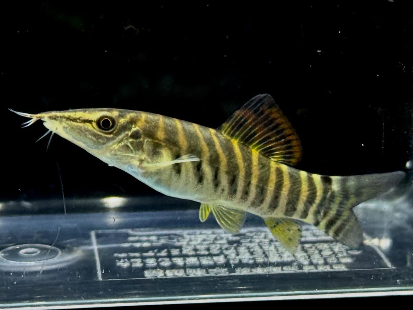 ボティア ヘロデス 6〜7cm±