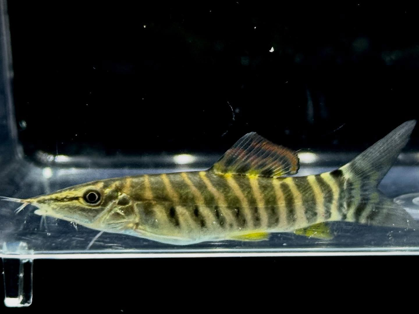 aquastyleg.base.shop/items/131...