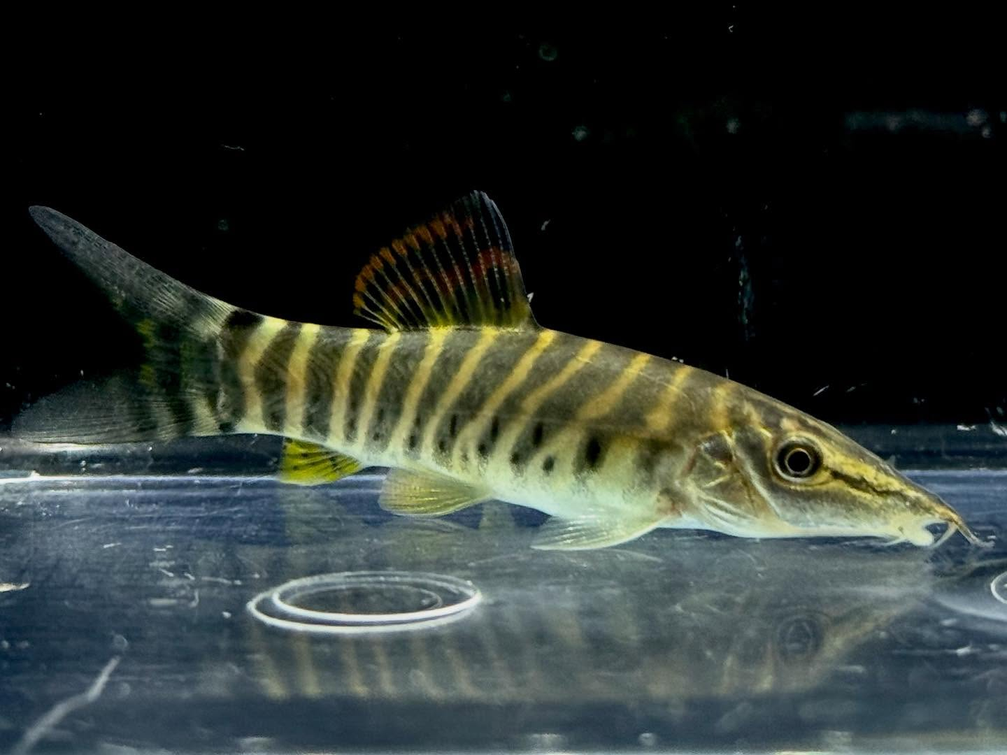 aquastyleg.base.shop/items/131...