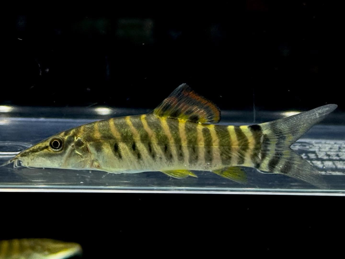 aquastyleg.base.shop/items/131...