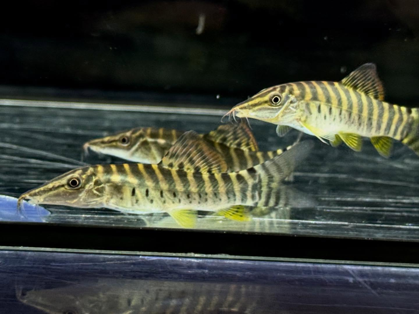 aquastyleg.base.shop/items/131...