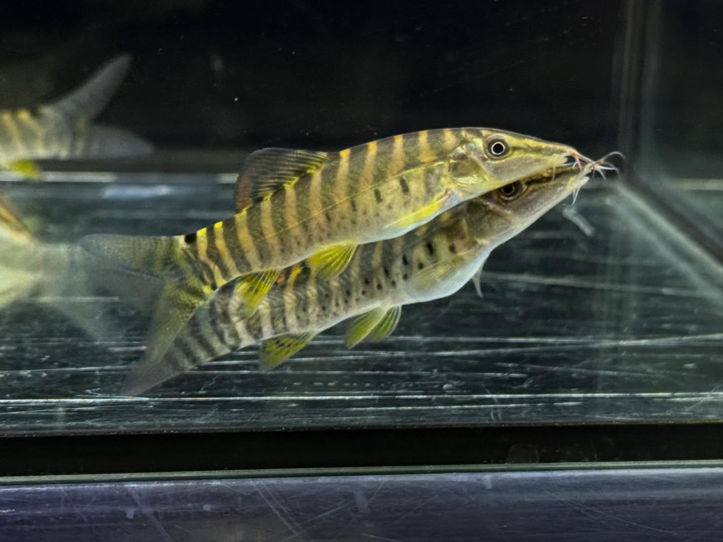 aquastyleg.base.shop/items/131...