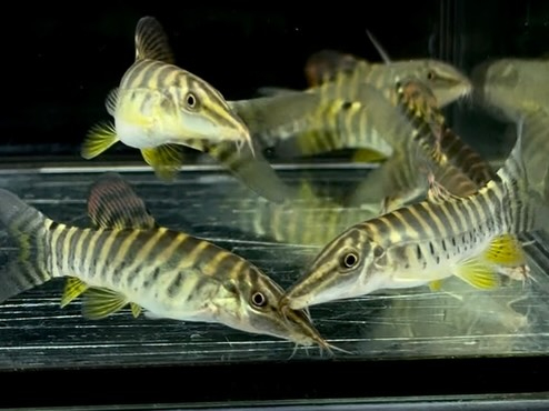 aquastyleg.base.shop/items/131...