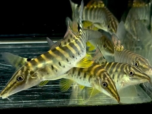 aquastyleg.base.shop/items/131...