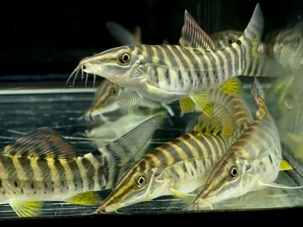 aquastyleg.base.shop/items/131...