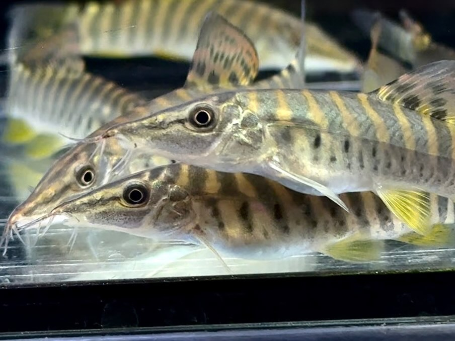 aquastyleg.base.shop/items/131...