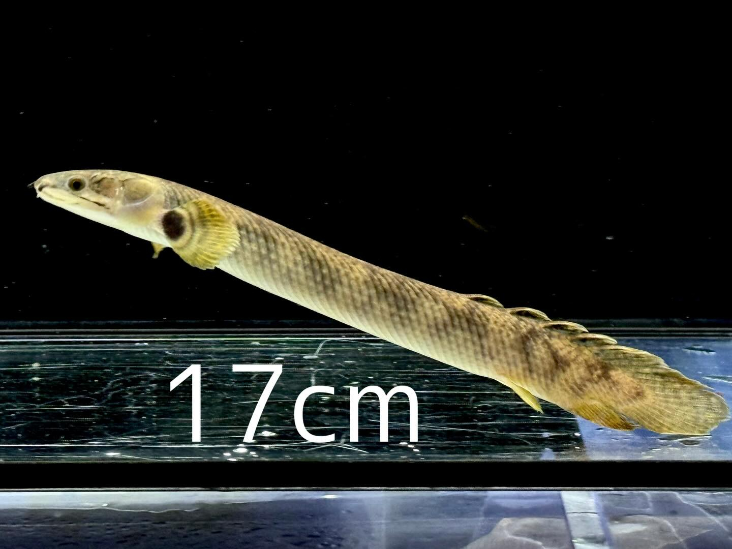 Po.モケレンベンベ 17〜23cm±