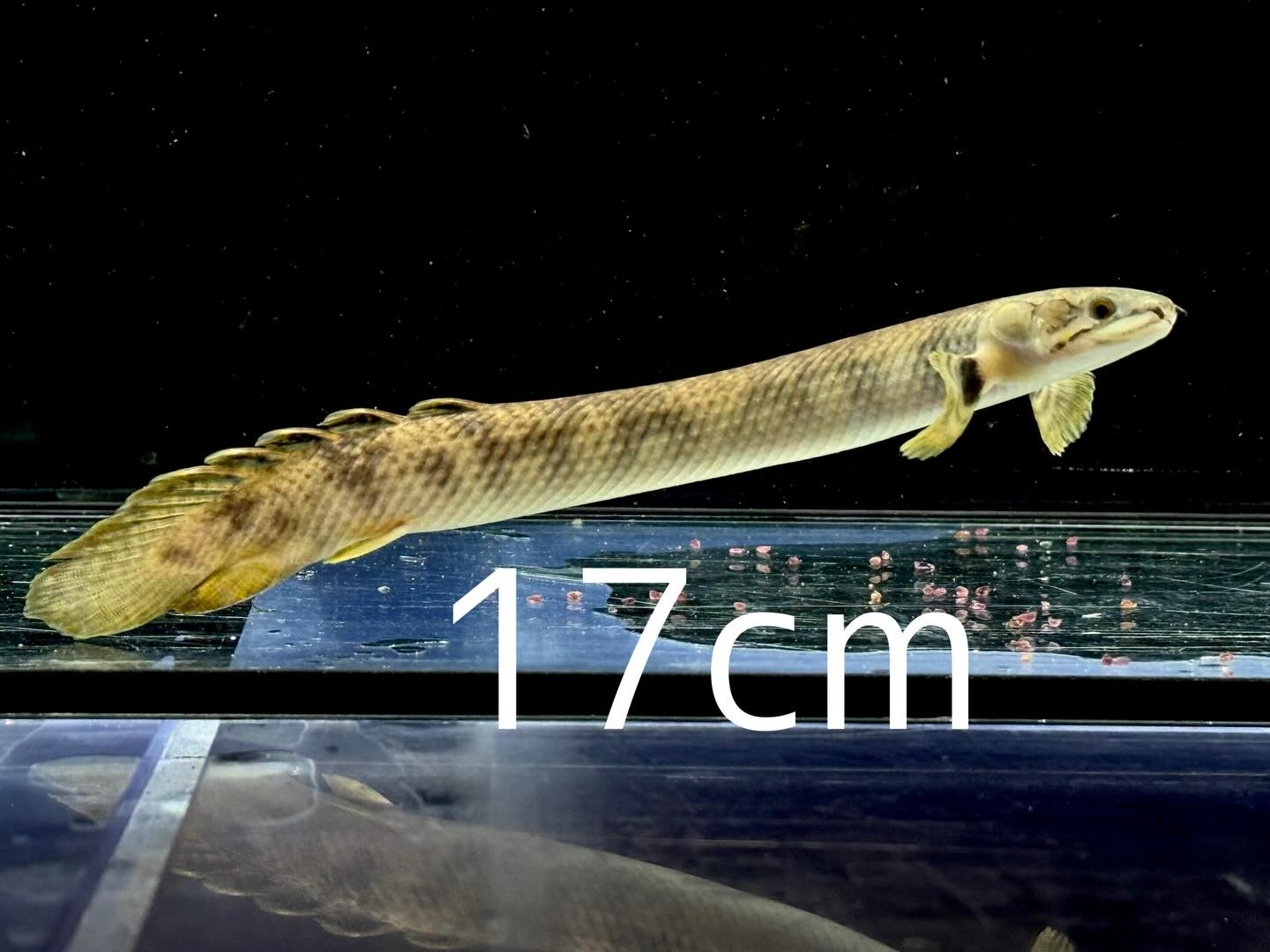 aquastyleg.base.shop/items/132...