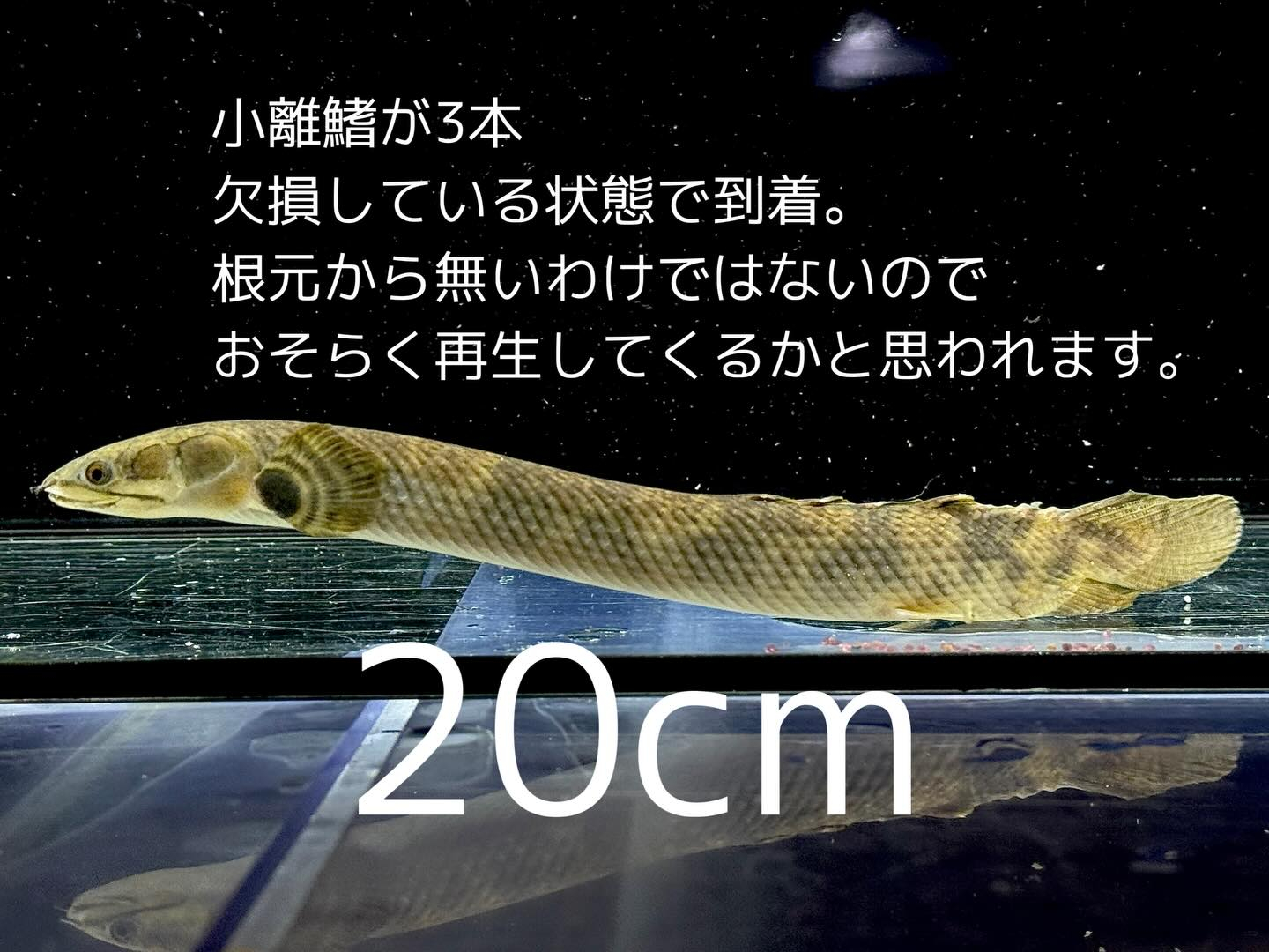 aquastyleg.base.shop/items/132...