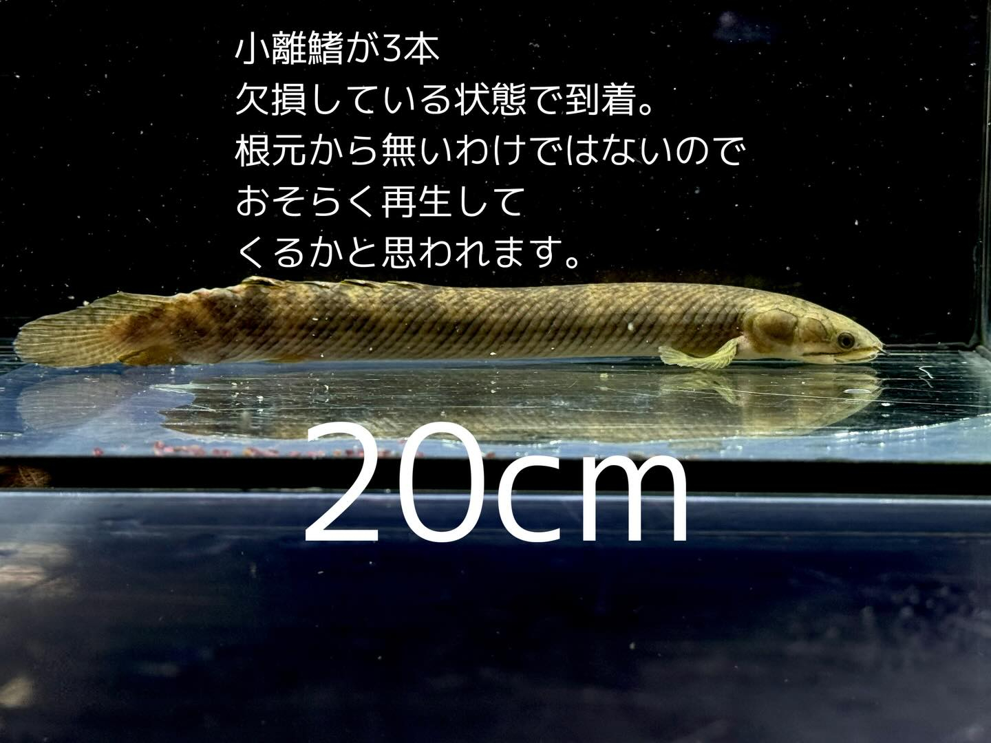 aquastyleg.base.shop/items/132...