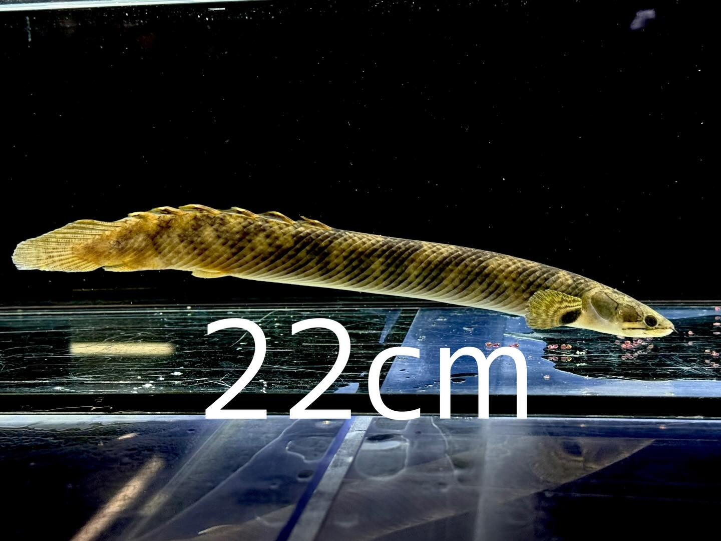 aquastyleg.base.shop/items/132...